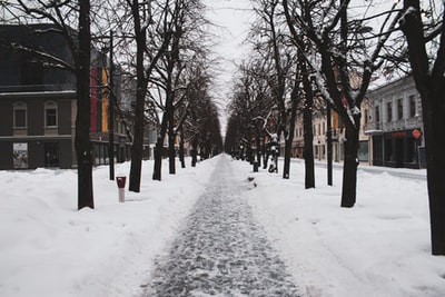 白天被雪覆盖的道路之间光秃秃的树
